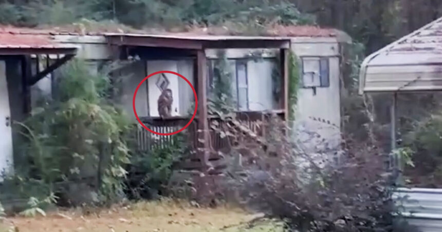 Loose Monkey from Lab Truck Shot by Mississippi Homeowner in Early Morning Scare