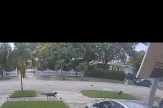 His Wife Was Trapped In The Driveway… Then He Came Back Armed